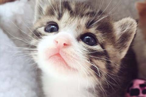 http://taiyuan.vdtfzz.com/post/208.html|太原人工试管